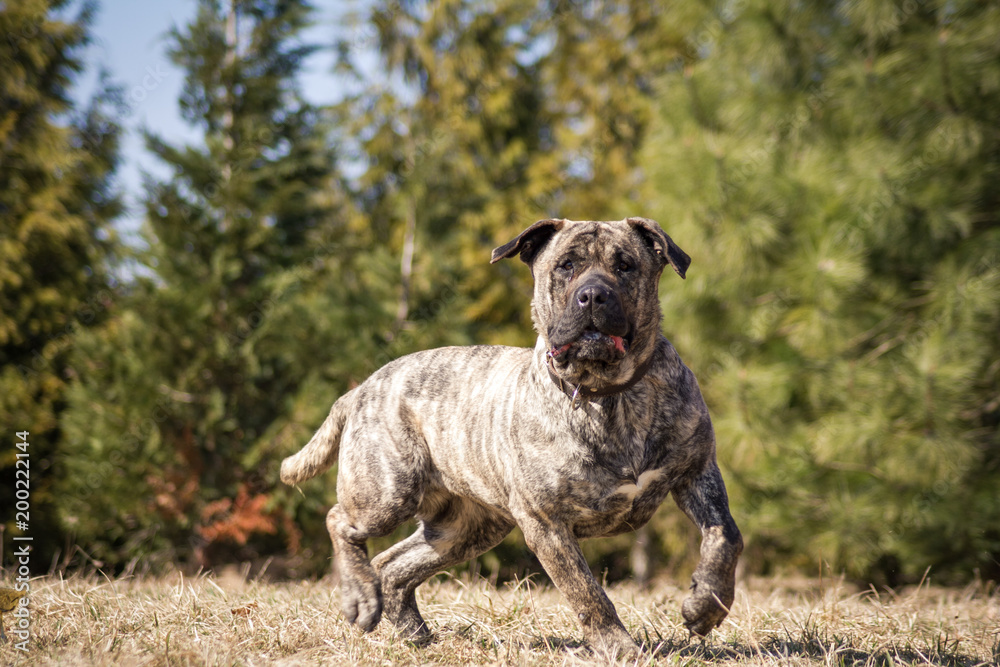 Dogo Canario outside posing.