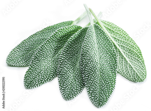 Fresh velvet leaves of garden sage on the white background. photo