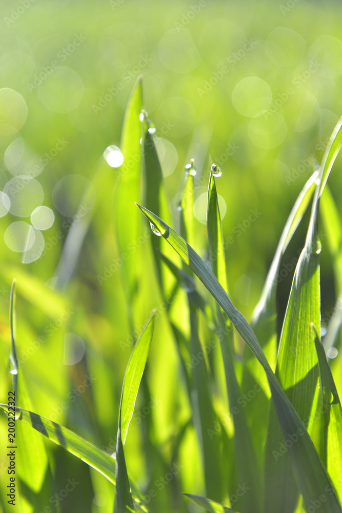 Fototapeta premium closeup on leaf of young wheat covered by dew 