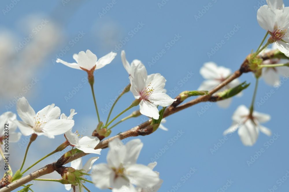 flower, flow. flower, flow.