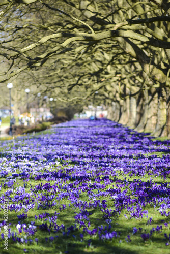 Crocuses blooming in spring in a park in Szczecin.