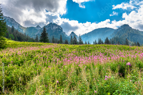 Landscape of mountain valley with flowers in spring, pine forest and fresh green grass