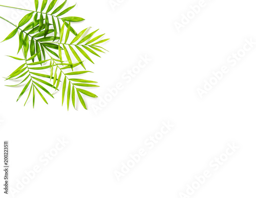 Green palm leaves isolated white background Floral flat lay
