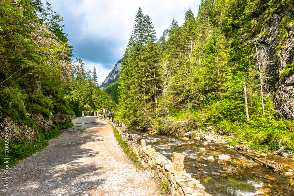 Hiking trail along mountain river and pine forest, spring landsc