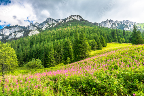 Landscape of mountain meadow with flowers in spring, background