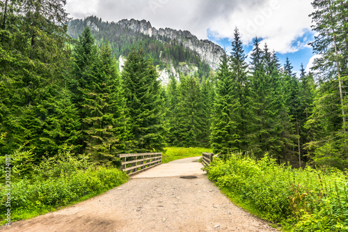Wallpaper Mural Path in mountains for hiking tourist, trail through pine forest, spring landscape Torontodigital.ca