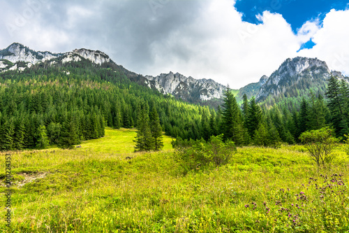 Landscape of mountains in spring, meadow with fresh grass and green forest evergreen pine