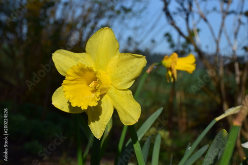 Fototapeta Naklejka Na Ścianę i Meble -  gelbe Narzissenblüte