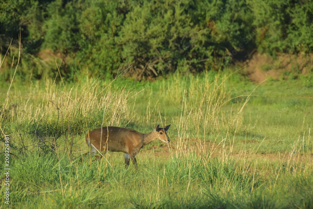 cape bushbuck