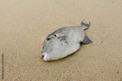 Dead fish washed ashore after a hurricane