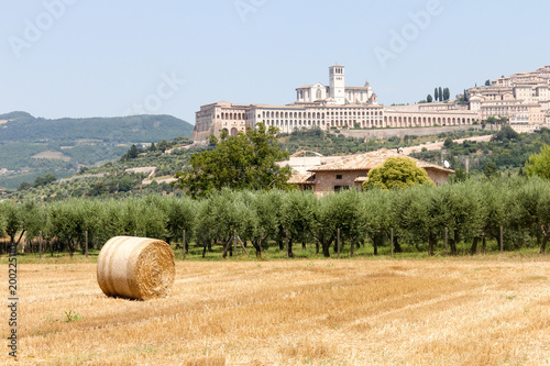 Bales of hay in field, Assissi, Italy photo