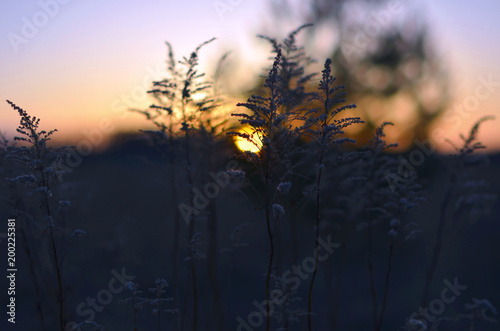 Sunset in the field. Twilight. Natural natural background in warm colors.