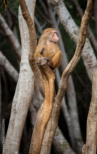 Family of baboon monkeys playing in group