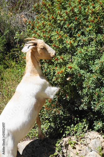 Cabra comiendo de un arbusto