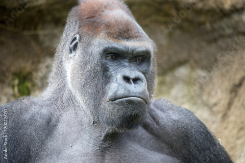 Close-up of a gray gorilla © Luis