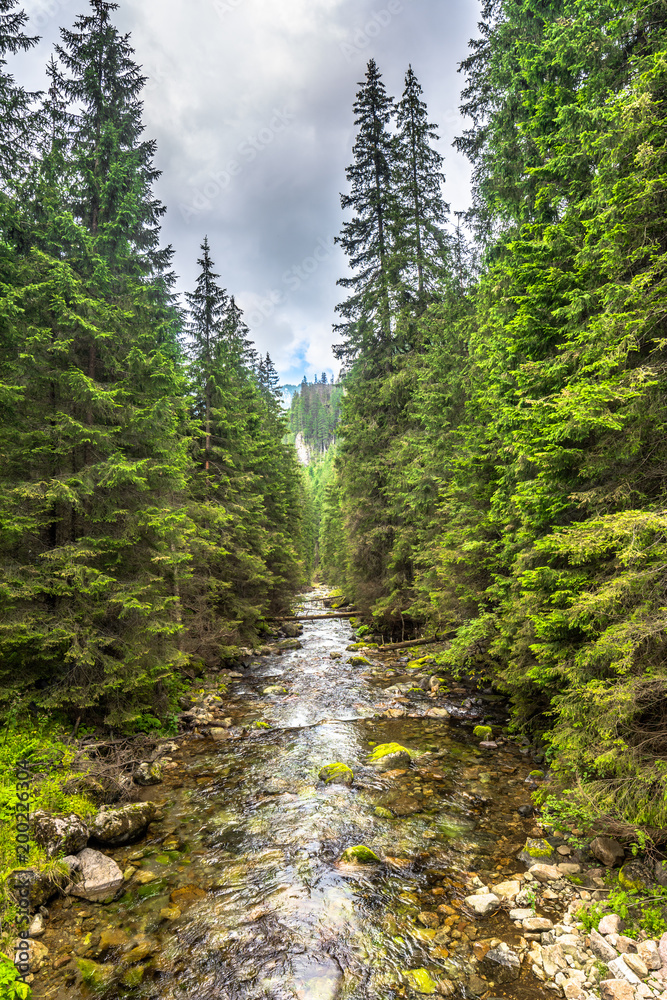 Fototapeta premium Rapid river in mountains, landscape in spring
