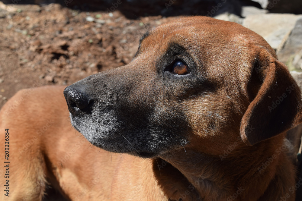 Obraz premium Fun red dog