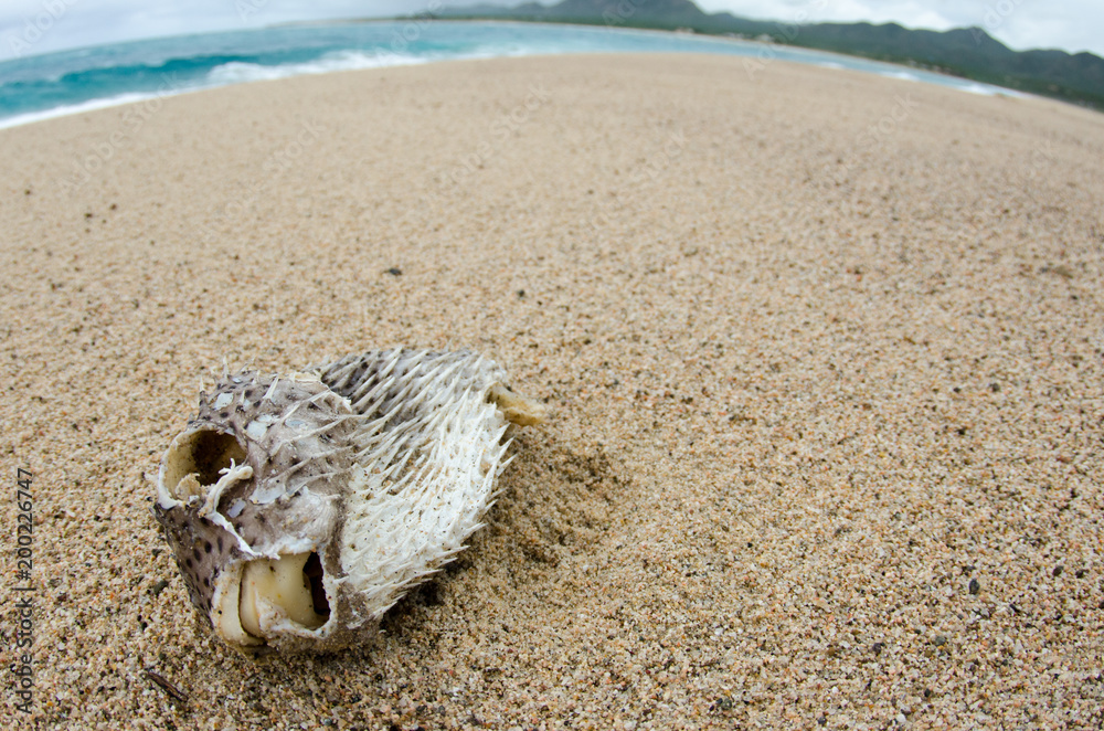 Fototapeta premium Dead fish washed ashore after a hurricane