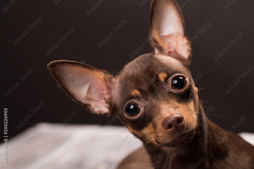 Russian toy terrier dog