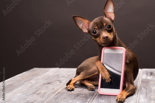 a Russian terrier dog keeps a smartphone