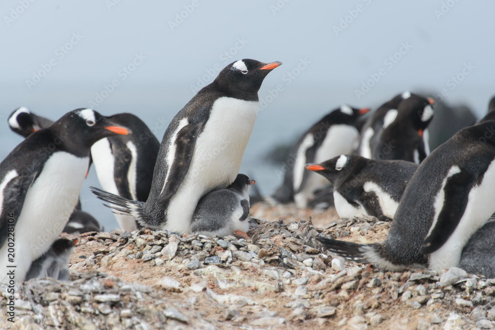 Fototapeta premium Gentoo penguin with chicks in nest
