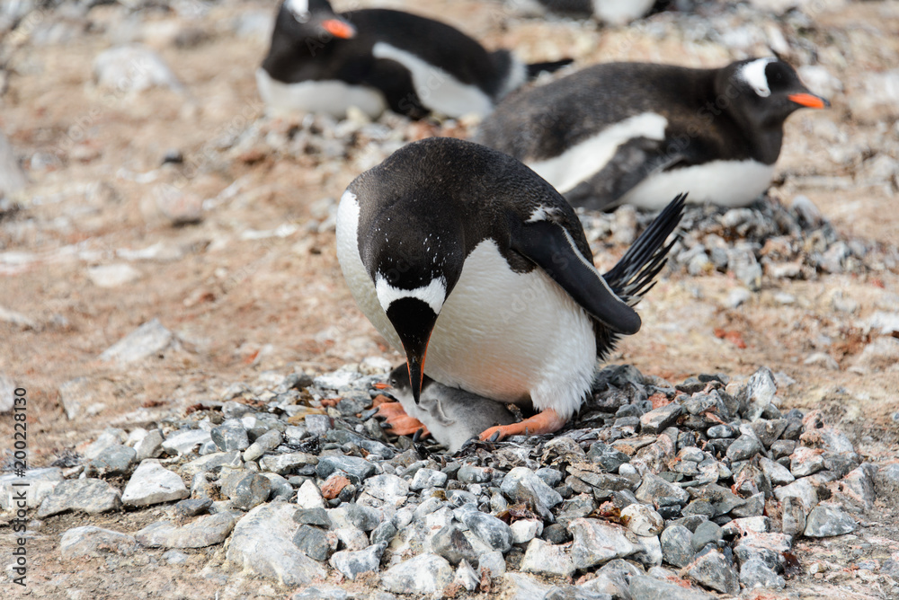 Fototapeta premium Gentoo penguin with chicks in nest