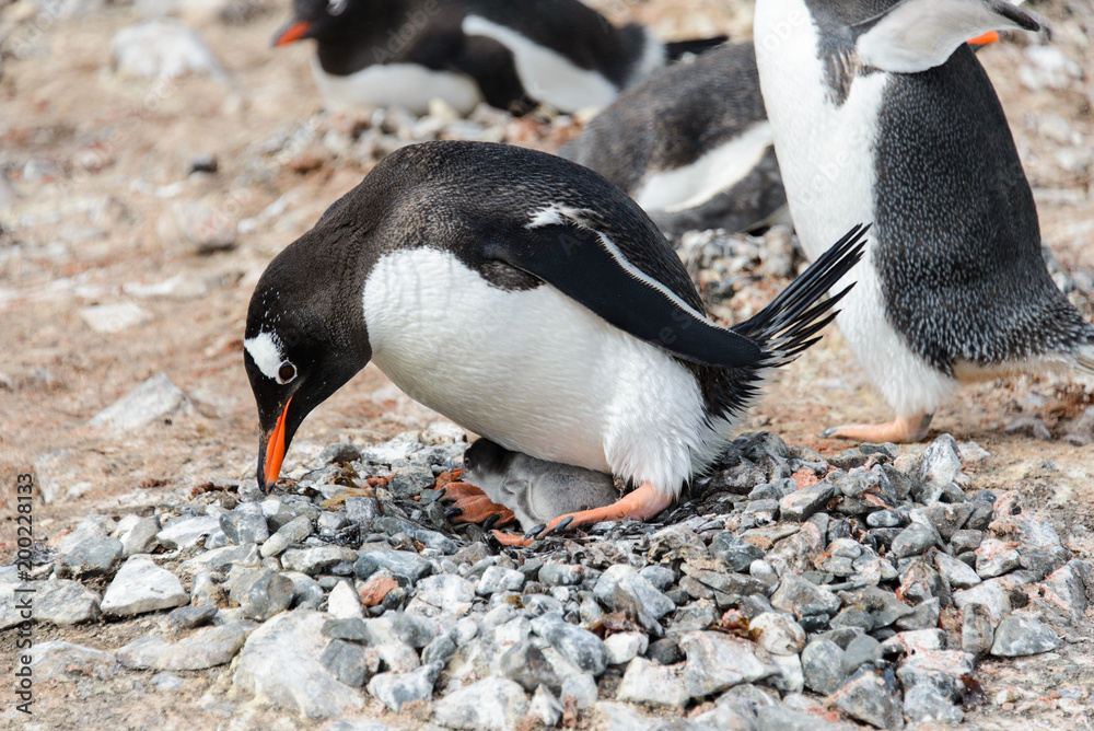 Naklejka premium Gentoo penguin with chicks in nest
