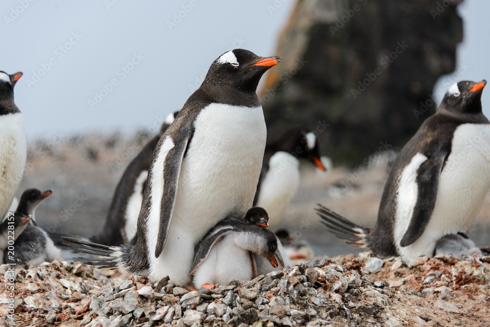 Naklejka premium Gentoo penguin with chicks in nest