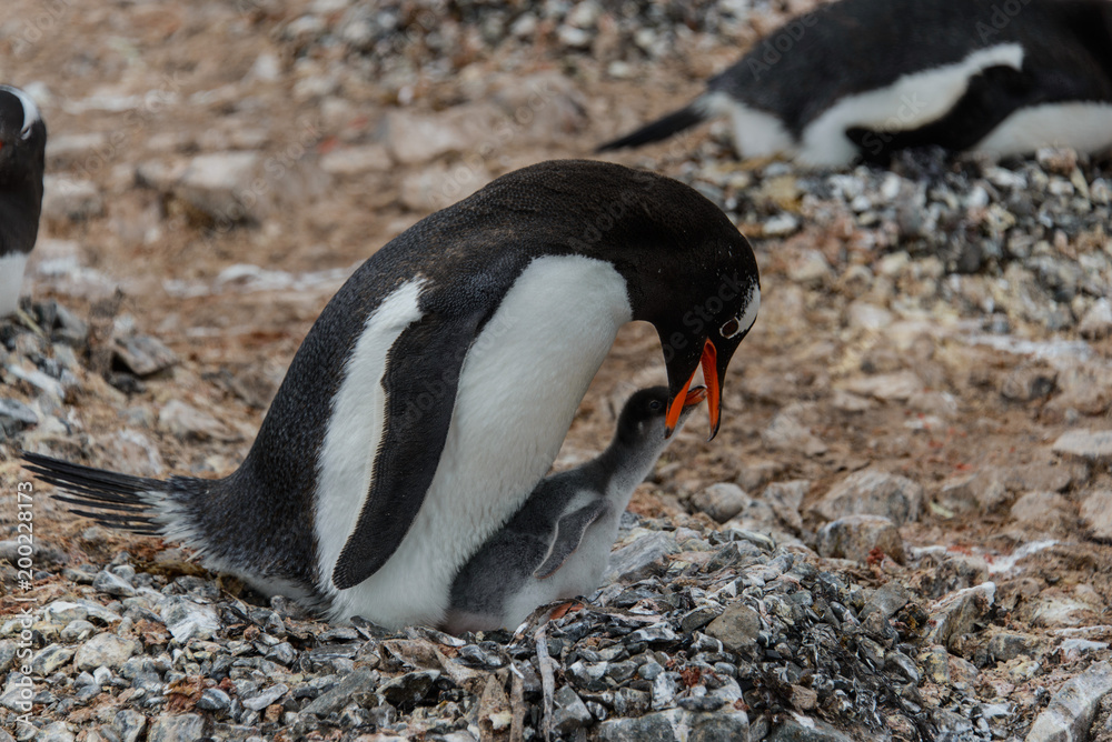Fototapeta premium Gentoo penguin with chick in nest