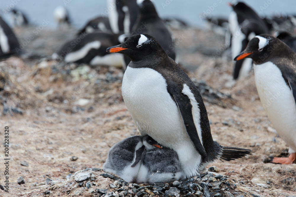 Fototapeta premium Gentoo penguin with chicks in nest