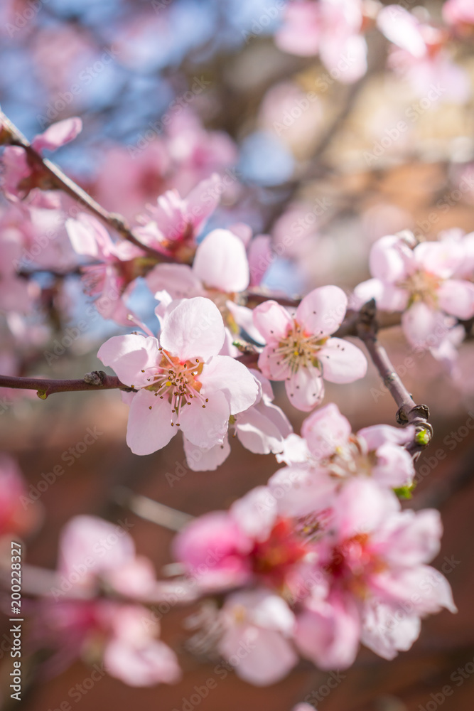Blooming beautiful pink peach  flowers on branches with blue sky in background. April spring tree blossom