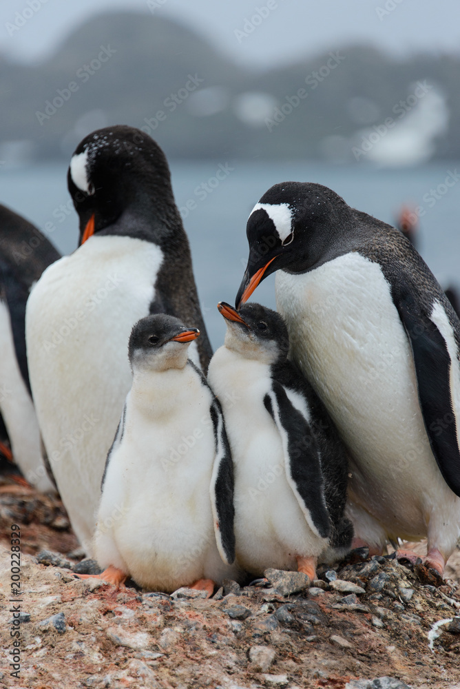 Fototapeta premium Gentoo penguin with chicks in nest