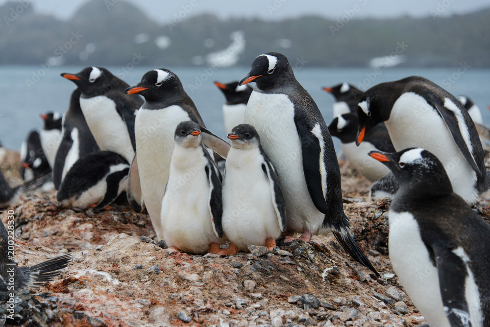 Obraz premium Gentoo penguin with chicks in nest