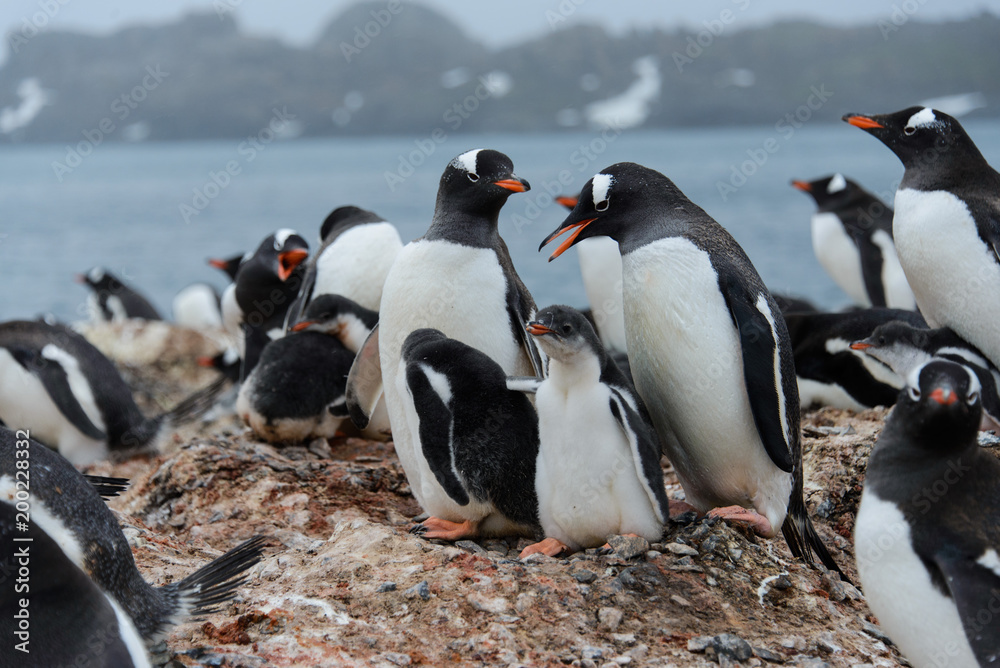 Naklejka premium Gentoo penguin with chicks in nest