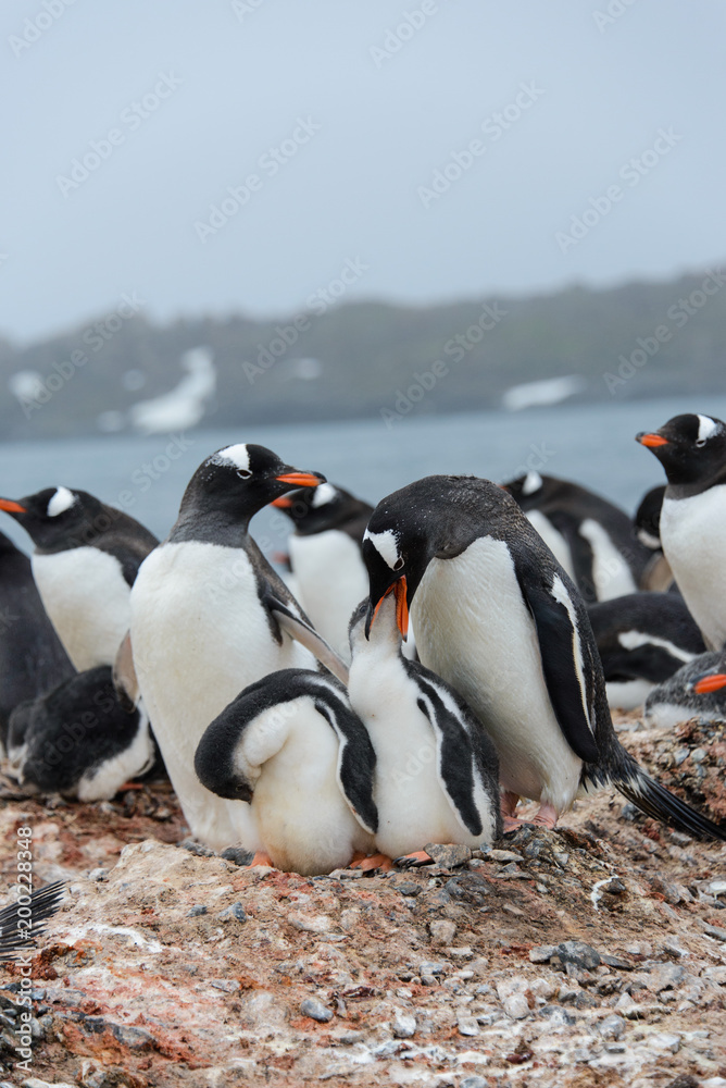 Obraz premium Gentoo penguin with chicks in nest