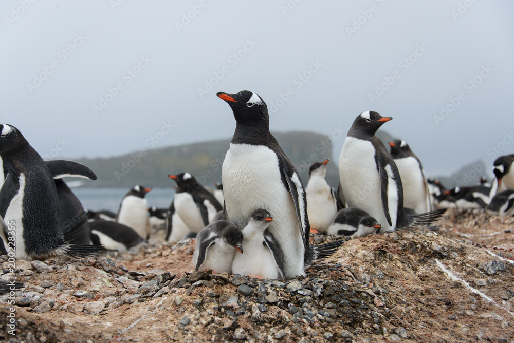 Obraz premium Gentoo penguin with chicks in nest