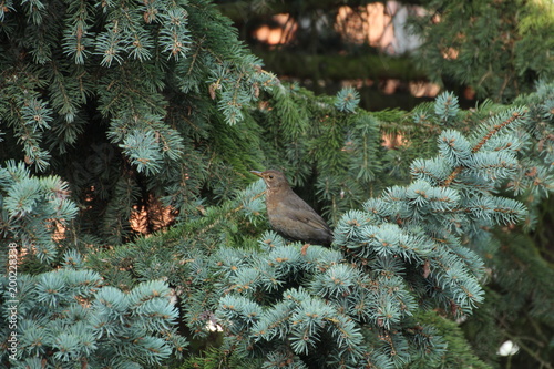 Amsel Weibchen