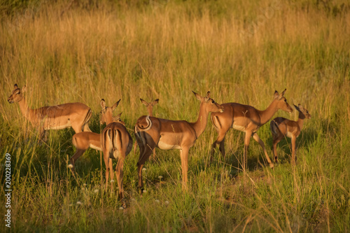 Fototapeta Naklejka Na Ścianę i Meble -  wildebeest with impala