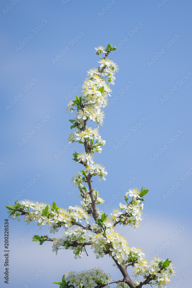 flowered plum branch with white flowers and blue sky background flowered plum branch with white flowers and blue sky background