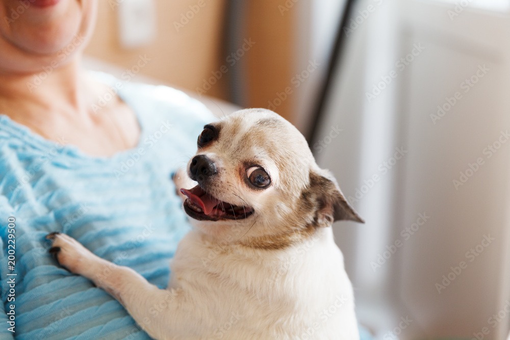 Собака породы чихуахуа с счастливой мордой и высунутым языком, сидит на  руках Stock Photo | Adobe Stock