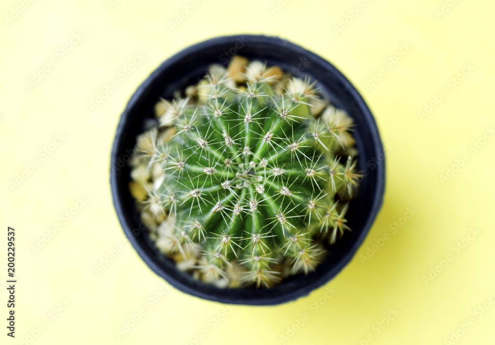 Cute cactus in a black pot Placed on a yellow background Cute cactus in a black pot Placed on a yellow background
