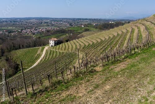  Embrace of the Vineyards on the hills of Friuli