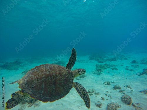 Schildkröte beim tauchen