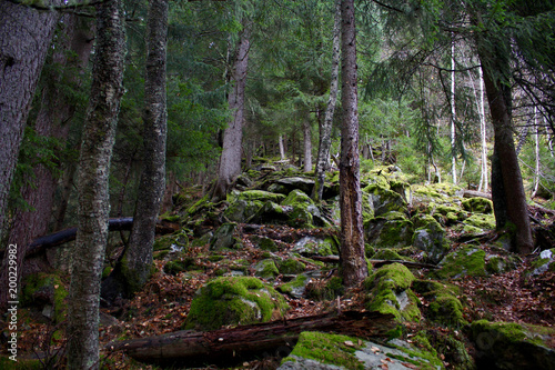 foret avec mouse sur fond vert