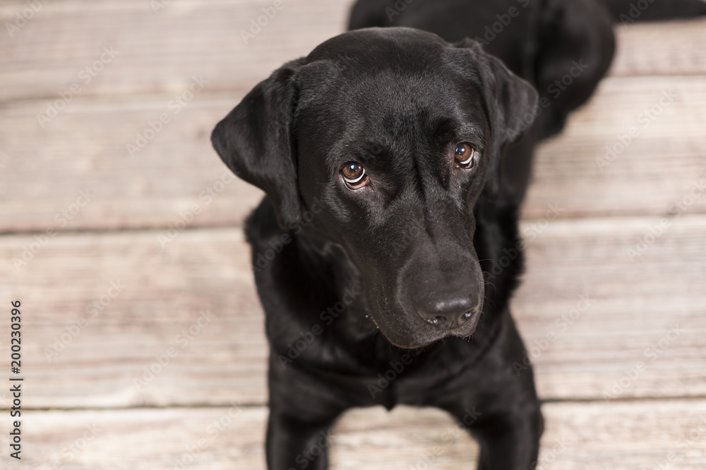 portrait of a beautiful black labrador lying on the wood floor and feeling relaxed. He is looking at the camera. Pets indoors, home or studio, lifestyle.