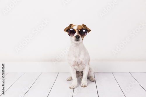 portrait of a cute small dog wearing modern sunglasses. White background. Pets indoors, home or studio, lifestyle. Summer.