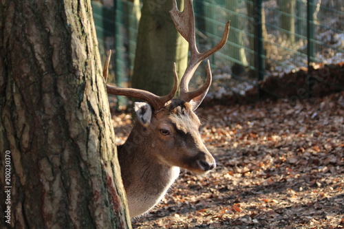 Bock