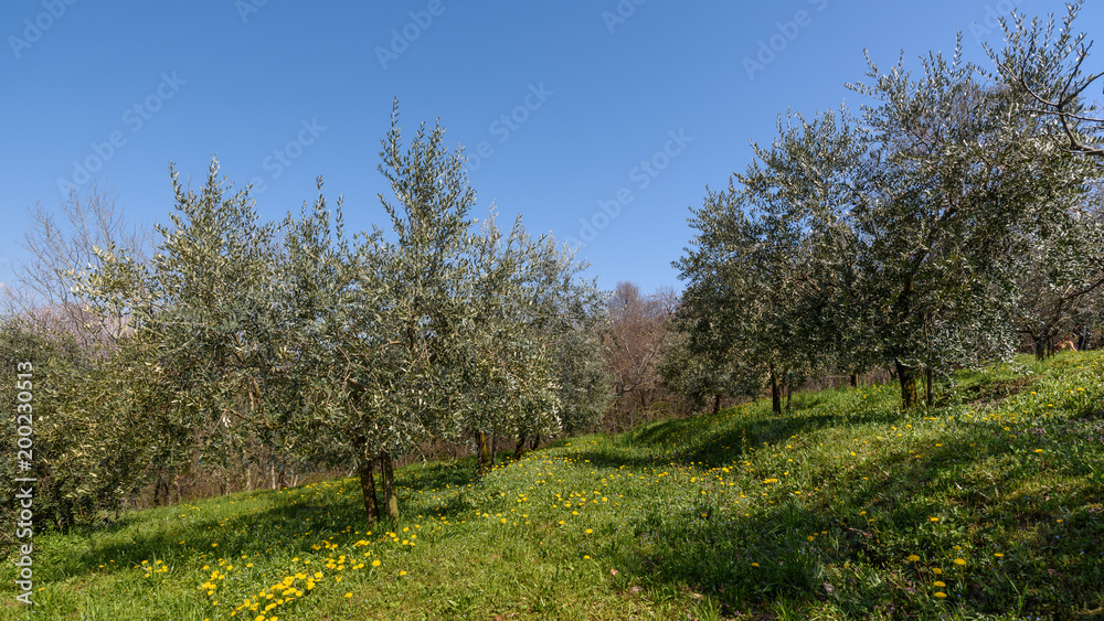 Olive groves on the hills