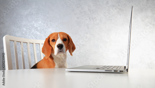 Beagle dog and laptop