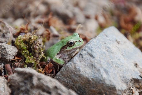 Tableau sur toile a frog awaken from hibernation / 冬眠から覚めたアマガエル(横から)